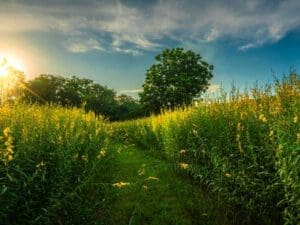 Nitrogen Fix Green Manure Seeds