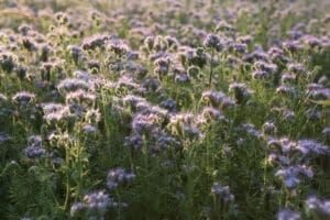 Phacelia Green Manure Seeds - 100 grams