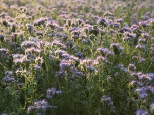 Phacelia Green Manure Seeds