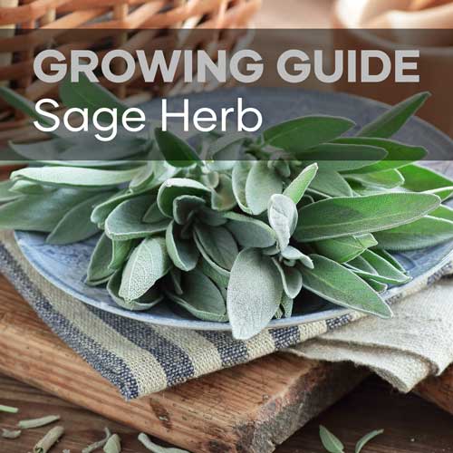Sage Growing Guide | Featured Image | Seedmart Australia