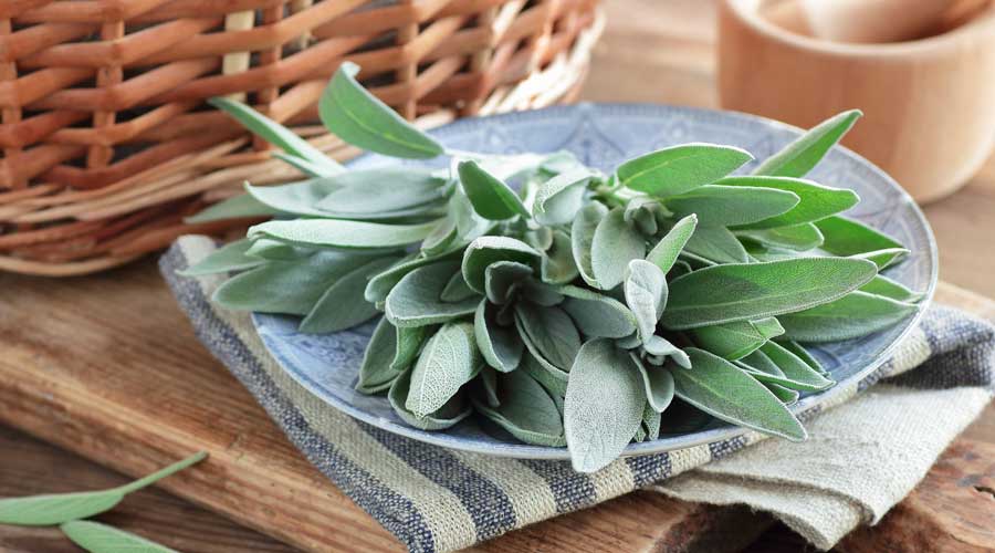 Growing Guide Header Image | Sage | Seedmart 