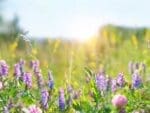 Soil Conditioner Organic Matter Green Manure Seeds