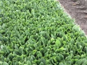 Spinach Hybrid Baby Leaf Seedmart Australia | Open Field