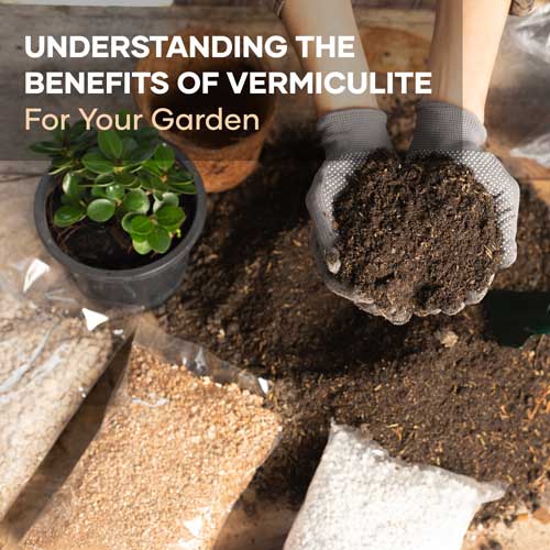 Vermiculite Featured Image | Blog | Seedmart