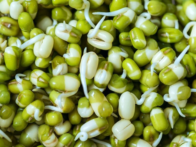Sprouts Mung Beans | Seedmart