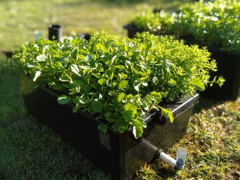 Wicking Beds | Seedmart Australia