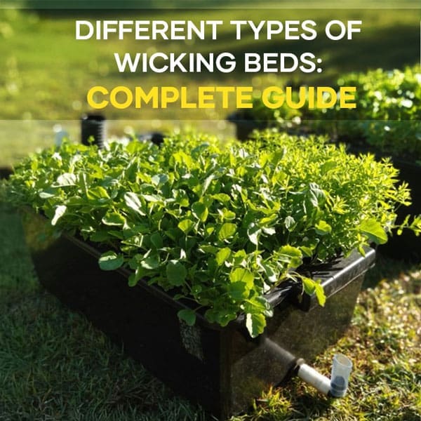 Wicking Beds Complete Guide | Seedmart Australia