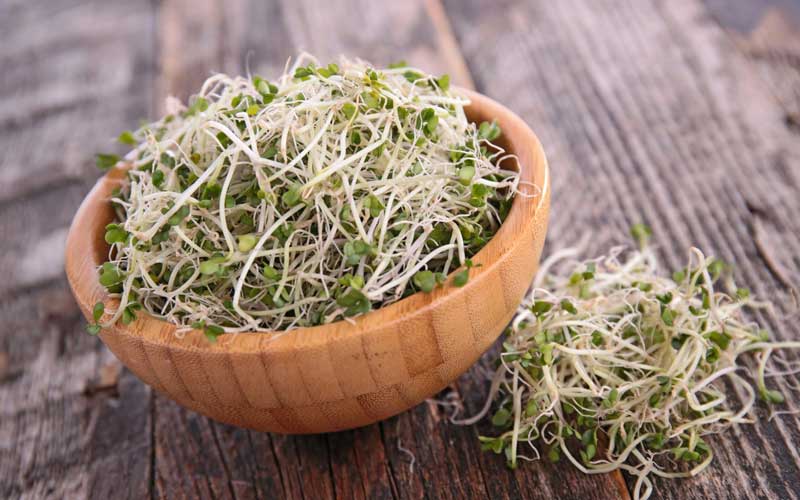Which Broccoli Variety to Choose for Sprouts & Microgreens in Australia?