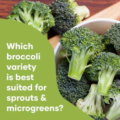 Best broccoli variety for sprouts and microgreens in Australia