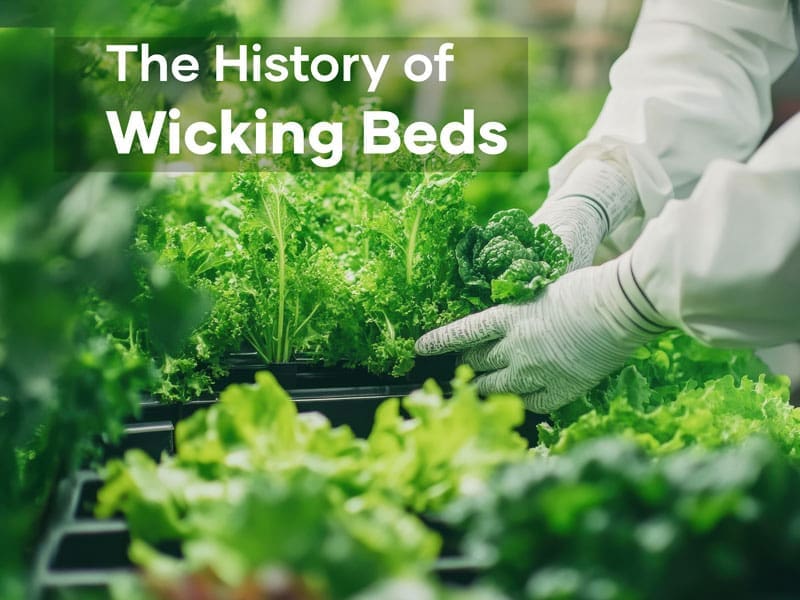 The History of Wicking Beds | Seedmart australia