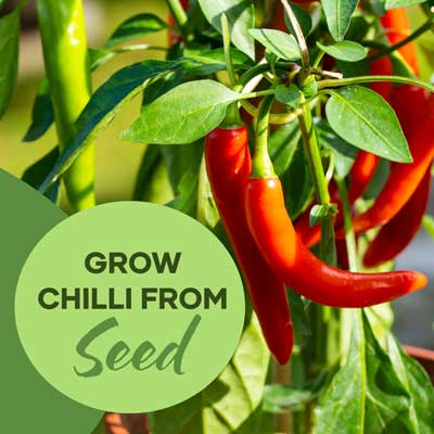 Grow Chilli From Seed | Seedmart Australia