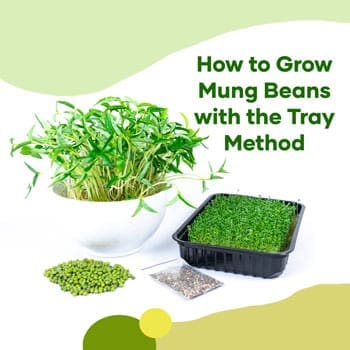 Grow Mung Beans with Tray Method | Seedmart