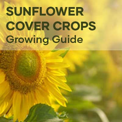 Sunflower cover crops featured image | Seedmart