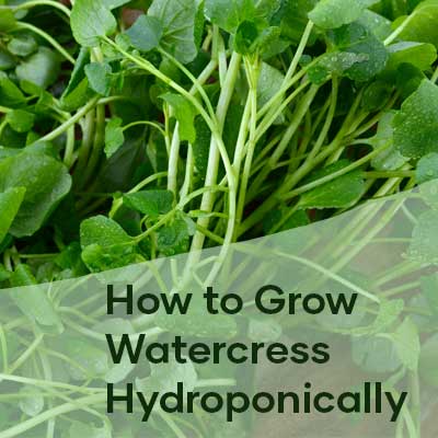How to Grow Watercress Hydroponically | Seedmart