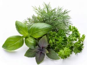 Free Seed Promo - Pack of 4