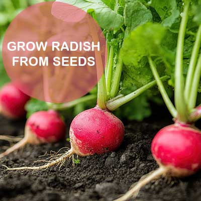 grow-radish-from-seeds-seedmart-australia