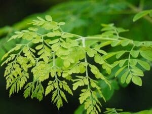 moringa-tree-leaves-seedmart-australia