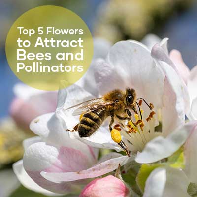top-five-flowers-to-attract-bees-and-pollinators-seedmart-australia