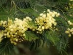 Acacia Black Wattle Seeds | Seedmart