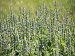 chia-plant-green-manure-seedmart-australia