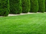 Couch Grass Turf Seeds | Seedmart Australia