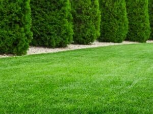 Couch Grass Turf Seeds | Seedmart Australia
