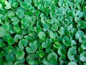 Dichondra Repens Seeds | Seedmart Australia