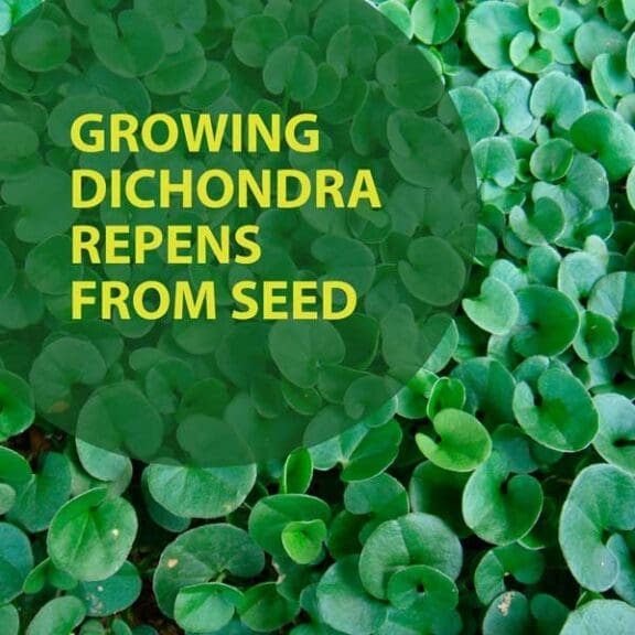 Grow Dichondra Repens from Seed | Seedmart Australia