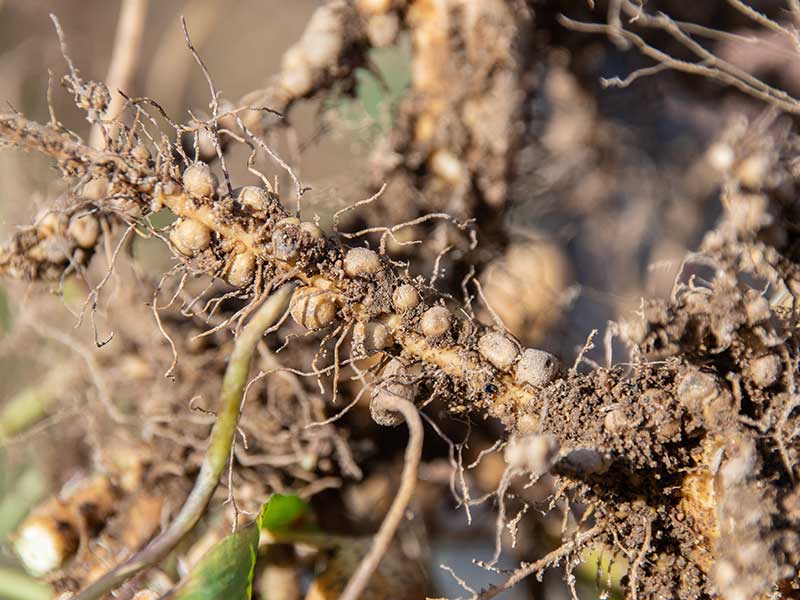 Inoculant Group I | Seedmart Australia