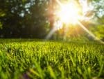Lawn Seed Turf Premium | Seedmart Australia
