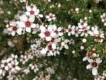Manuka Tea Tree Seeds | Leptospermum scoparium | Seedmart Australia