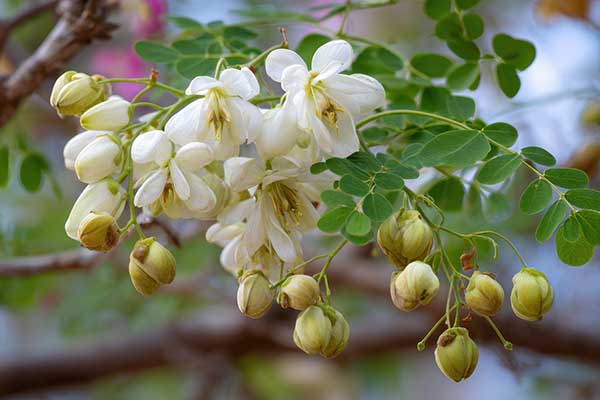 moringa-flowers-seedmart-australia