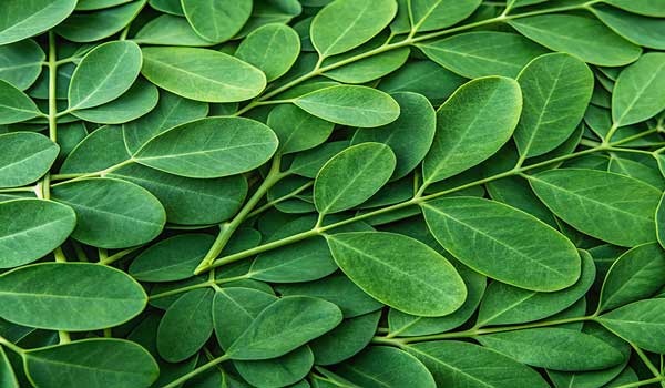 moringa-leaves-1-seedmart-australia