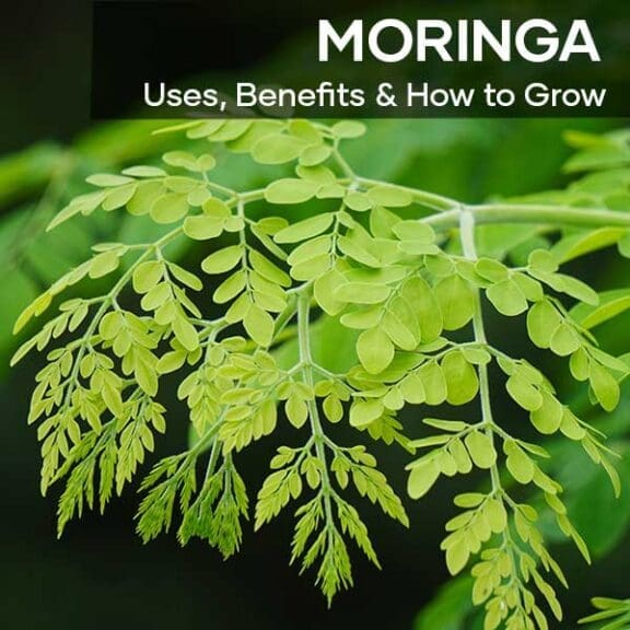 moringa-uses-benefits-and-how-to-grow-1-seedmart-australia