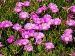 Native Pigface | Carpobrotus rossii Seeds | Seedmart Australia