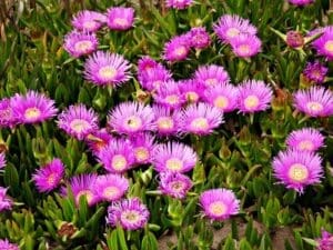 Native Pigface | Carpobrotus rossii Seeds | Seedmart Australia