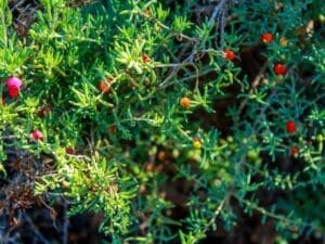 Ruby Saltbush Seeds | Enchylaena tomentosa | Seedmart