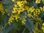 Silver Wattle Seeds | Seedmart Australia