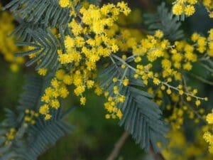 Silver Wattle Seeds | Seedmart Australia