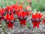 Sturts Desert Pea | Swainsona formosus | Seedmart