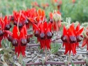 Sturts Desert Pea | Swainsona formosus | Seedmart