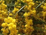 Cootamundra Wattle Seeds | Seedmart Australia
