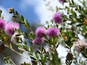 Western Tea Myrtle | Melaleuca nesophila | Seedmart